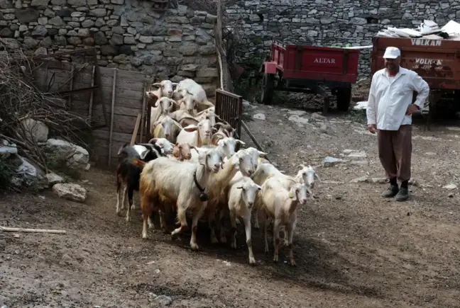 Bu keçi diğerlerinden çok farklı