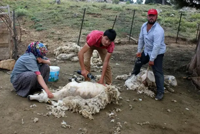 Elyaf kullanımı artınca koyun yünleri gözden düştü