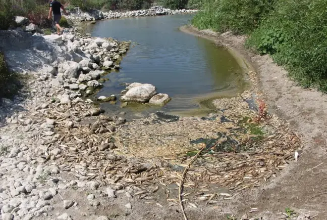 Hatay'da balık ölümleri