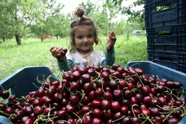 500 bin ağaçta 30 bin ton kiraz üretimi yapıldı