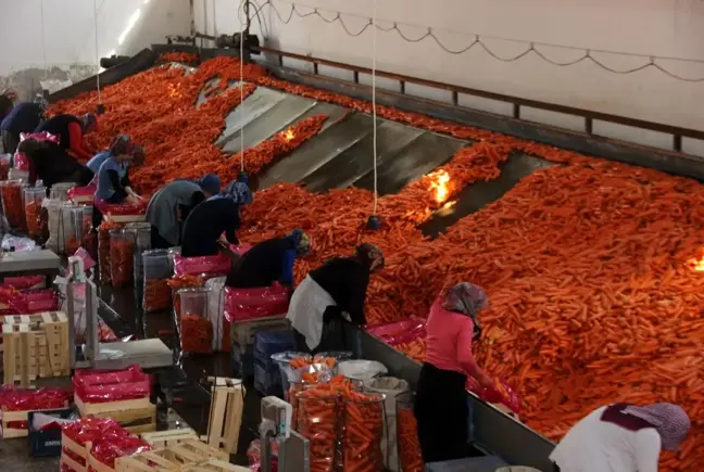 Konya'da üretilen havuçlar dünya pazarlarına gönderiliyor