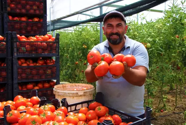 Amasya'da domates, üreticisini sevindirdi