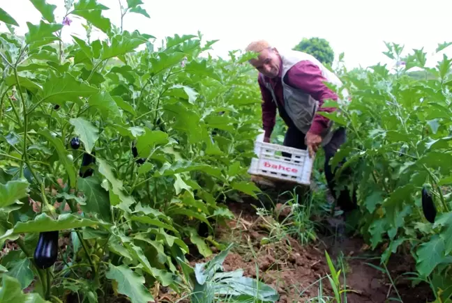 Kendi ektiği sebzeleri 15 yıldır yol kenarındaki tezgahında satıyor