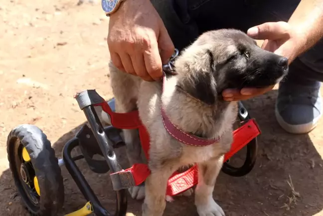 İnsanlık ölmemiş dedirten davranış: Patileri ezilen köpeği yürüteç ile ayağa kaldırdı