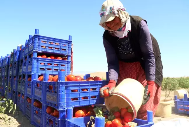 Domateste yüksek verim tezgahtaki fiyatı düşürmedi...