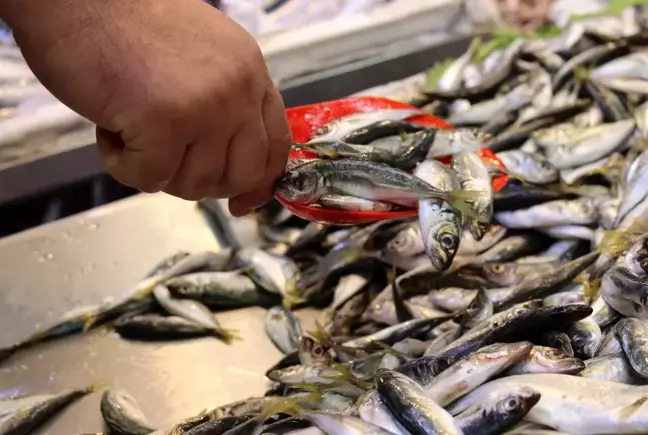 Başkent halinde yaşanan balık bolluğuna vatandaşlardan akın