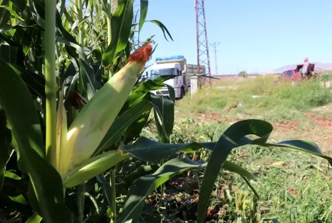 Yüksek proteinli mısır silajı daha fazla verim sağlıyor