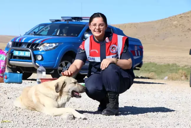 Jandarmadan hayvanlara şefkat eli