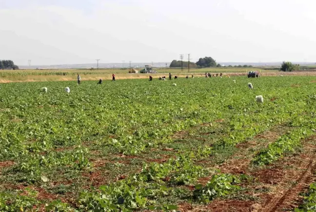 Kilis'te turşuluk hıtta acur zamanı