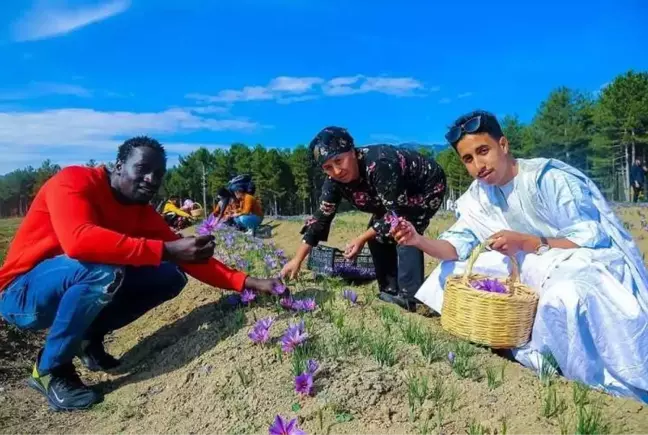 Karabük Üniversitesindeki yabancı öğrenciler safran hasadına katıldı