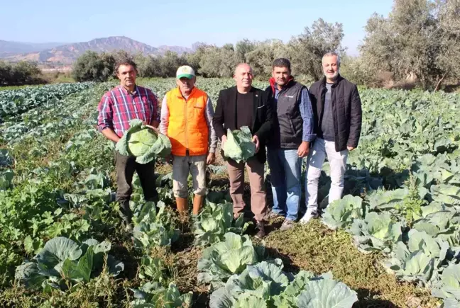 Türkiye'nin kışlık sebzesi Salihli Ovası'ndan