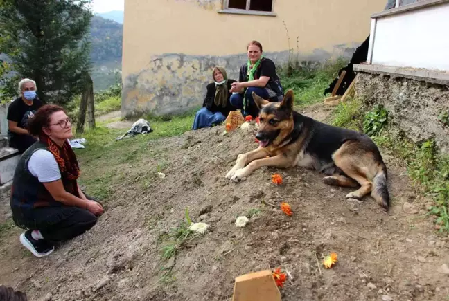 Vefalı köpek, ölen sahibinin mezarı başından bir an olsun ayrılmıyor