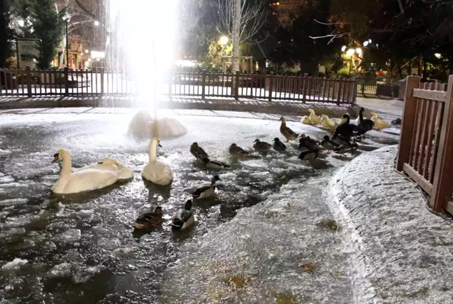 Ankara'nın simgelerinden Kuğulu Park buz tuttu