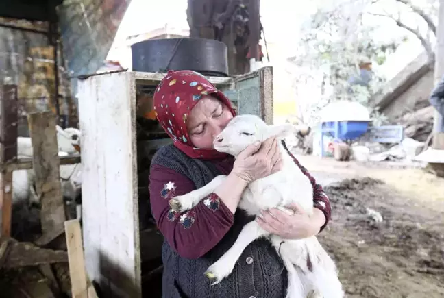 Aydın Büyükşehir Belediyesi'nin koyun hibe desteği ile sürüler büyüyor