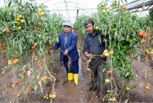 Kumlucalı üreticiler sel sonrası seralarda dezenfekte çalışmasına başladı