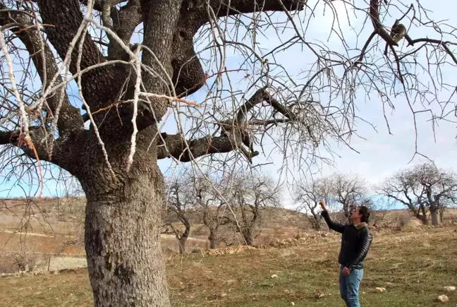 Fiyatı altınla yarışıyor! Asırlık bıttım ağaçları koruma altına alınıyor