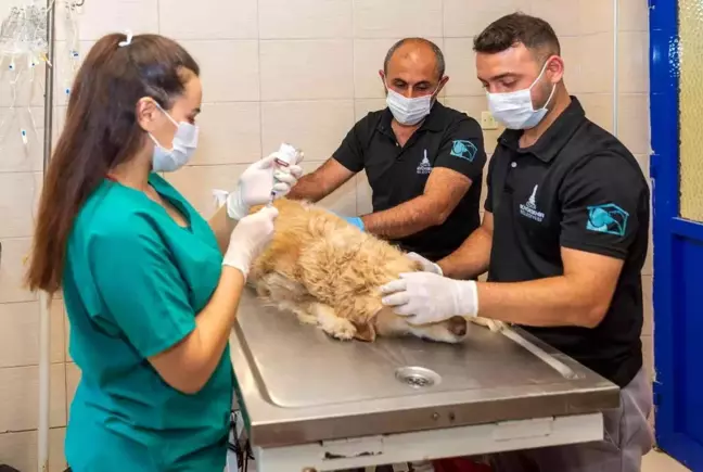 Bu iş birliği Türkiye'ye örnek olacak