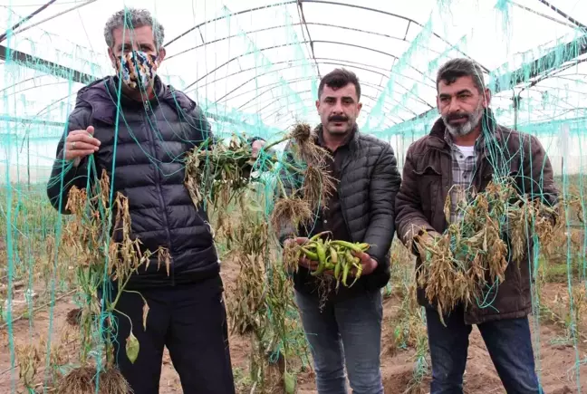 Mersin'i zirai don vurdu, seralarda ürün kalmadı