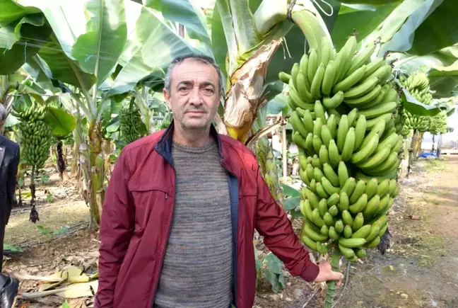 Seradan 8 TL'ye çıkan muz üreticinin yüzünü güldürüyor