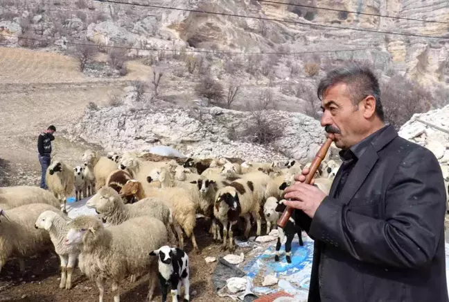 Bin 700 metre rakımdaki sürülerin kaval keyfi