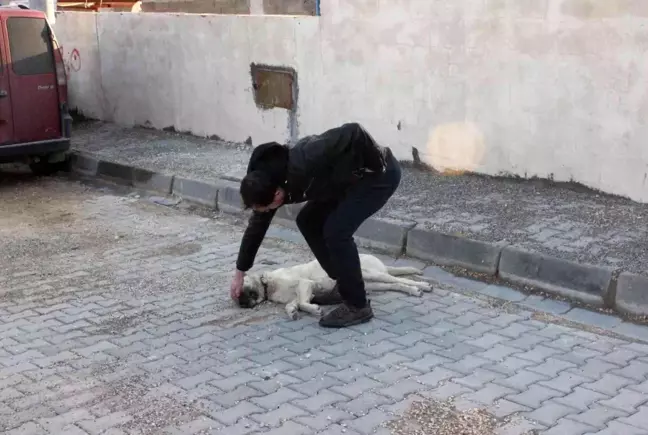 Kilis'te vicdansız sürücü köpeği ezerek kaçtı