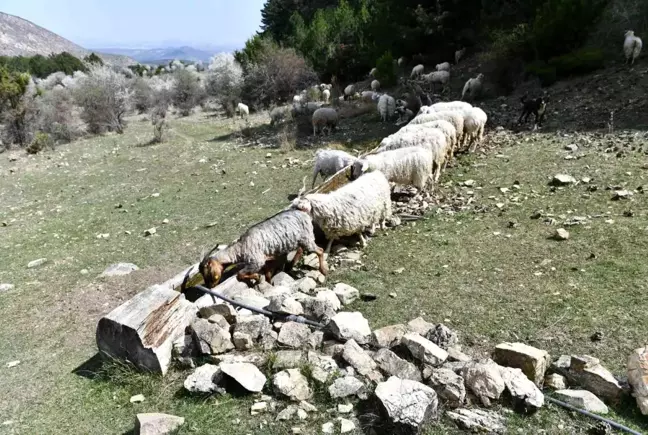 Ankara Büyükşehir'den Hayvancılık Yapan Çiftçilere Sıvat Desteği