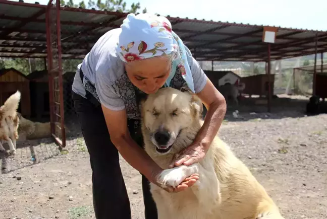 500'ü aşkın köpeğe barınakta bakan 'İnci anne' hayırseverlerden yardım istiyor