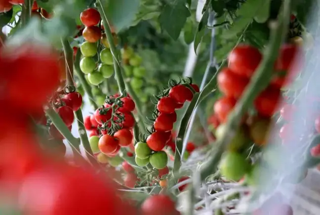 Yılda 1250 ton domates üretimi hedeflenen merkez dünya piyasasına açılacak