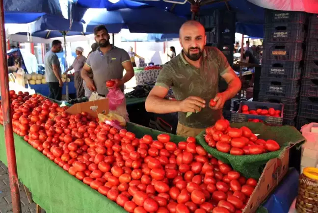 Salçalık domatesler tezgahlara indi