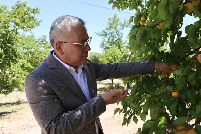 Kayısı üretiminde ilk 10'da yer alan Gürün'de hasat başladı