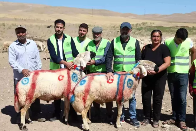 Malatya haberi | Malatya'da koç katım şenliği düzenlendi