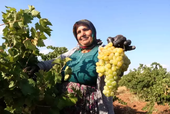 Depremin Vurduğu Hatay'da Üzüm Hasadı Başladı: Fiyatlar Yüksek