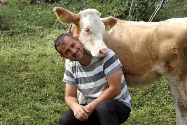 Ordu'da Beslenen Danalara Devlet Adamlarının İsimleri Verildi