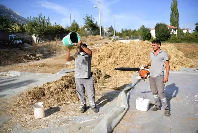 Antalya'nın coğrafi işaretli Çandır fasulyesinin hasadı yapıldı