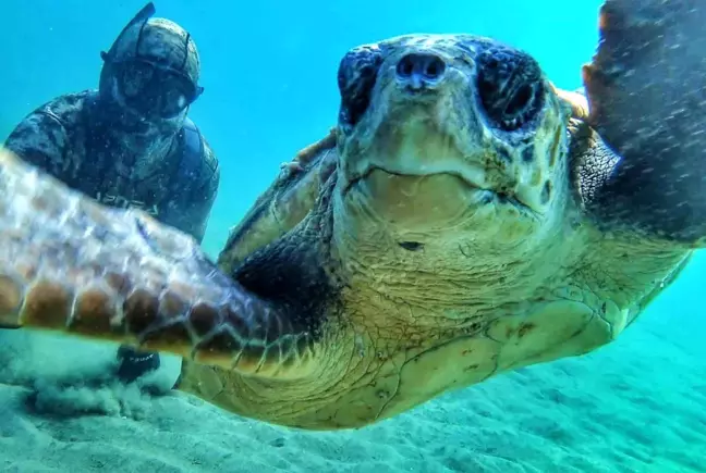 Rekortmen Dalgıç Çanakkale Boğazı'nda Caretta Caretta ile Selfie Çekti