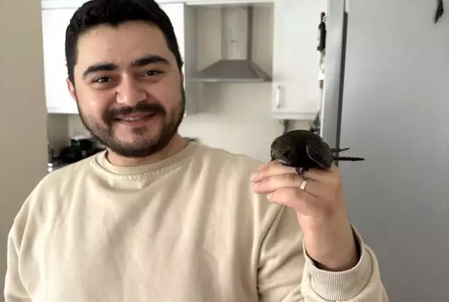 Ordu'da Bulunan Nadir Ebabil Kuşu Kaçtı
