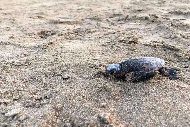 Caretta Caretta Yavruları Yuvalarından Çıkıyor