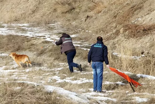 Van'da Sokak Köpekleri İçin Sıkı Çalışma