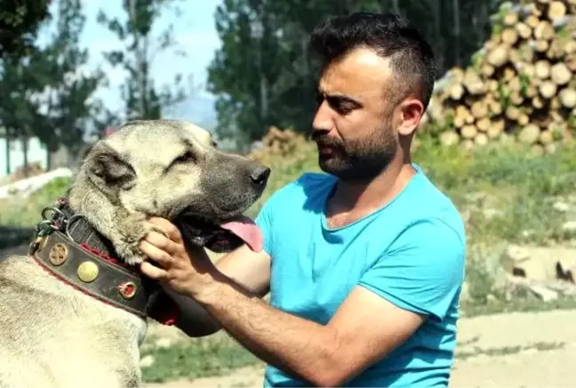 Anadolu çoban köpeklerinin yavruları doğmadan satılıyor