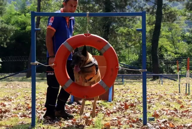 Altın burunlu köpekler AFAD'da yetişiyor