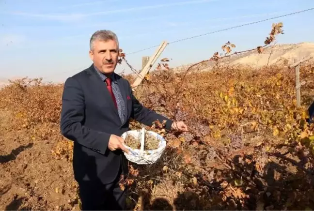 Gercüş Belediye Başkanı Gündüz Günaydın, bağındaki üzümü yoksullar için topladı