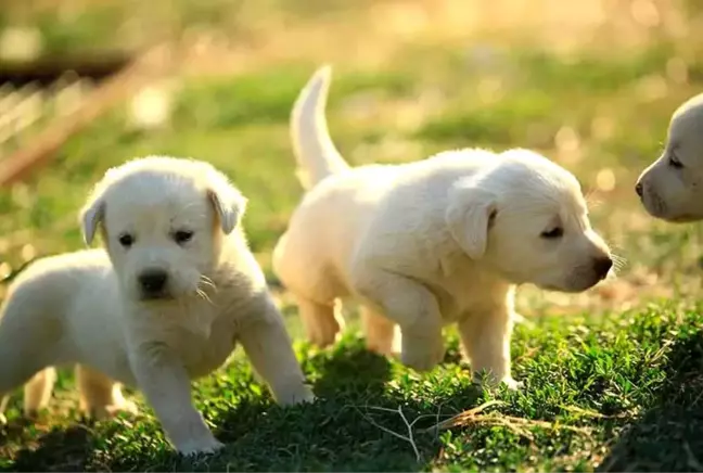 En güzel köpek isimleri! Dişi köpek isimleri, erkek köpek isimleri