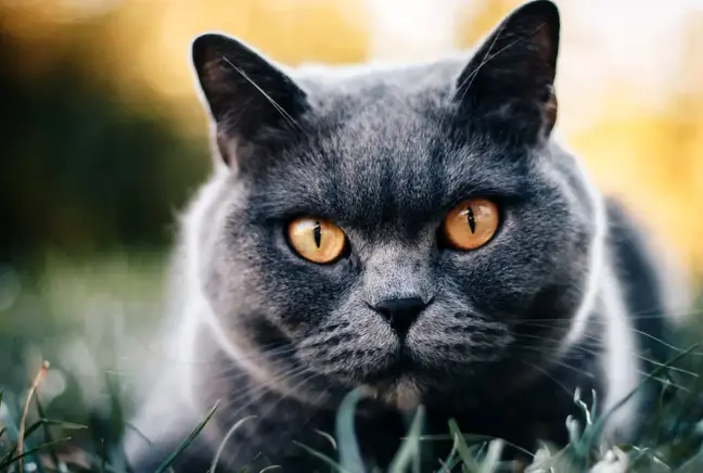 British shorthair kedisi özellikleri nelerdir? British shorthair yavrusu özellikleri, british shorthair kedi türleri, british shotair mizacı