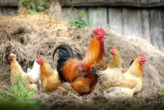 Rüyada tavuk görmek, rüyada ayı görmek, rüyada kurt görmek, rüyada akrep görmek, rüyada böcek görmek nedir? Rüya tabiri ve rüya tabirleri!