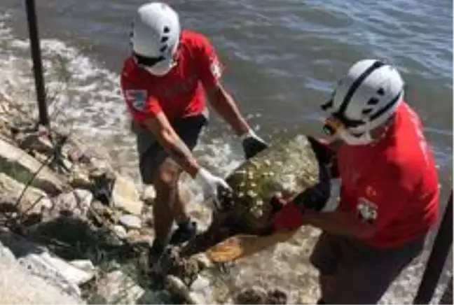 Yaralı caretta caretta kıyıya vurdu