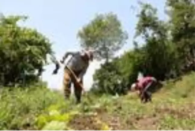 Huzur ortamının sağlanmasıyla Hakkari'nin köylerinde 25 yıl sonra yeniden tarım başladı