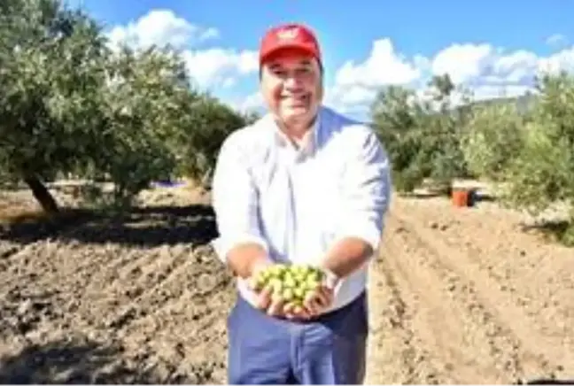 Başkan Dutlulu, belediyeye ait arazilerde zeytin hasadı yaptı