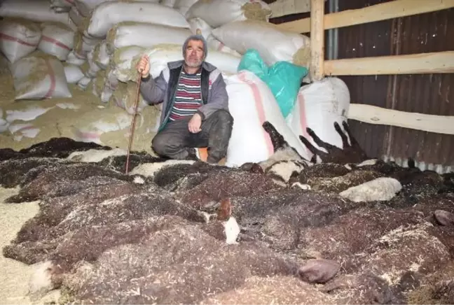 Veterinerin hatası nedeniyle 100 kuzudan 95'i bir gecede telef oldu