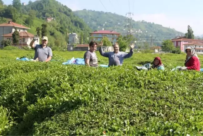 Karadeniz'e 'çay göçü' öncesi kritik 'vaka' uyarısı: Aynı hatanın tekrarı gibi olur