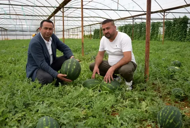 Kilogramı 6 TL olan ilk hasat karpuz, üreticinin yüzünü güldürdü